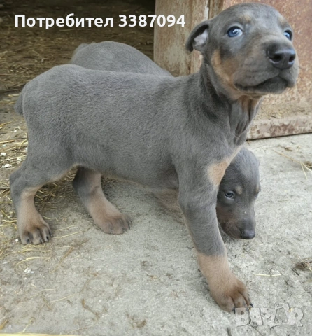 Доберманчета родословни