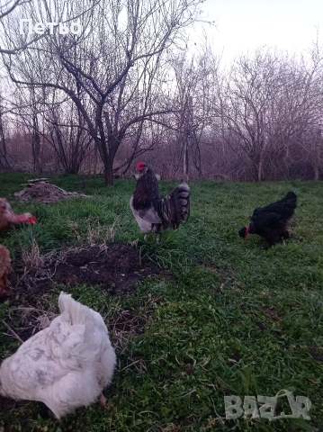 Продавам петел амераукана, снимка 3 - Кокошки и пуйки - 54623471