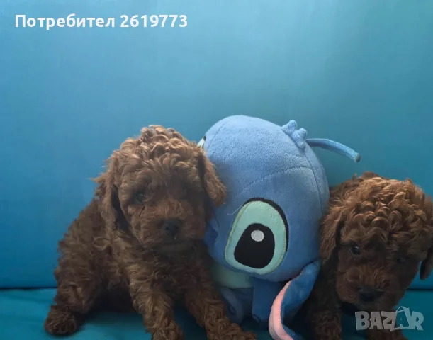той пудел мини пудел, снимка 3 - Пудели - 55443605