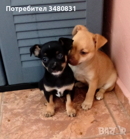 Продават се две мъжки, снимка 2 - Пинчер - 55138543