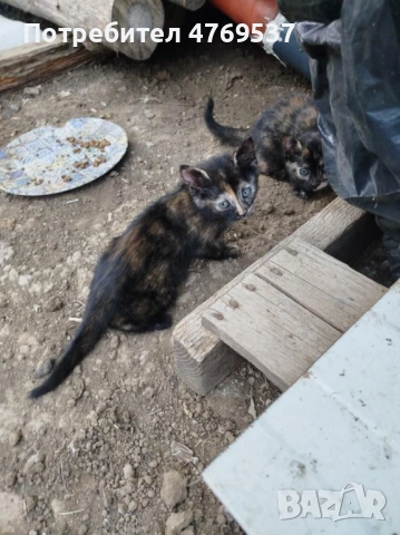 Подарявам две женски котенца , снимка 3 - Други - 54908848
