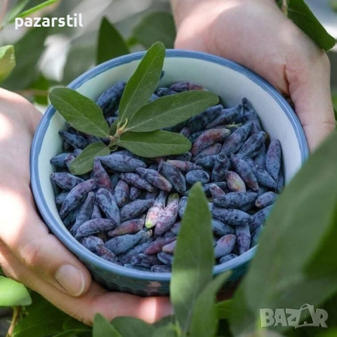 Камчатска боровинка - разсад, снимка 3 - Градински цветя и растения - 54563362