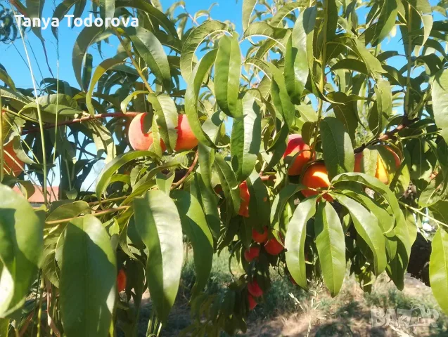 Продавам праскови , снимка 3 - Домашни продукти - 55506964
