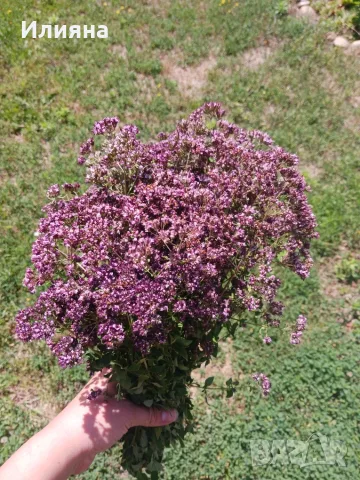 Коприва,Репей,Маточина,Розмарин,Дива Ягода,Самардала,Върбовка,Живовляк,Жълт кантарион,Бял Равнец