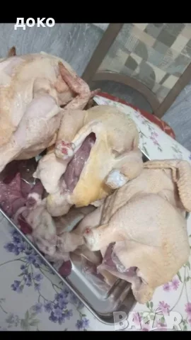 домашни бройлери