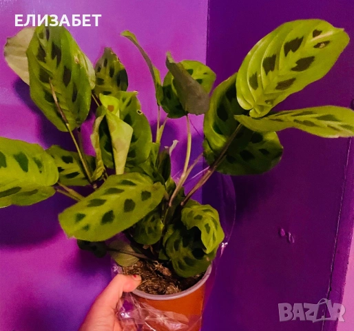 Маранта
