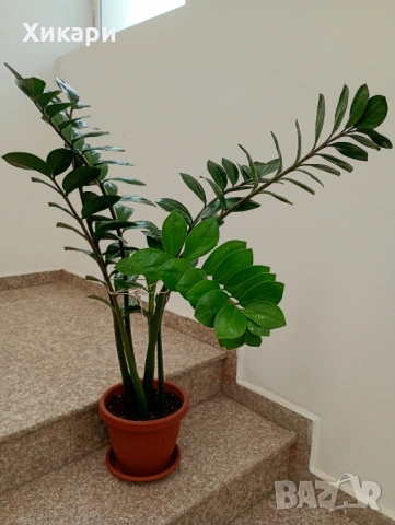 Замиокулкас ZZ Plant, снимка 4 - Стайни растения - 54605217