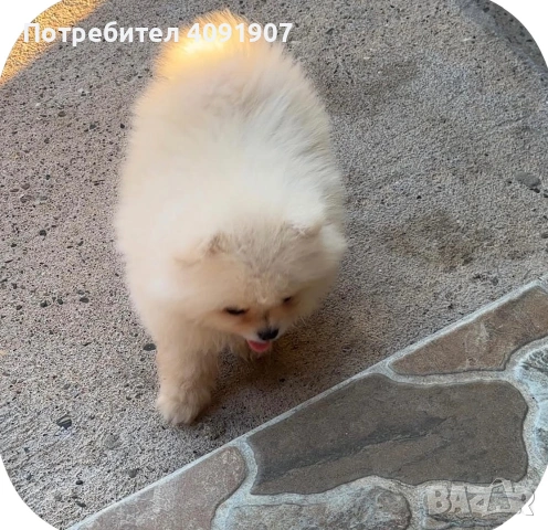 Померани, снимка 3 - Други - 55047048