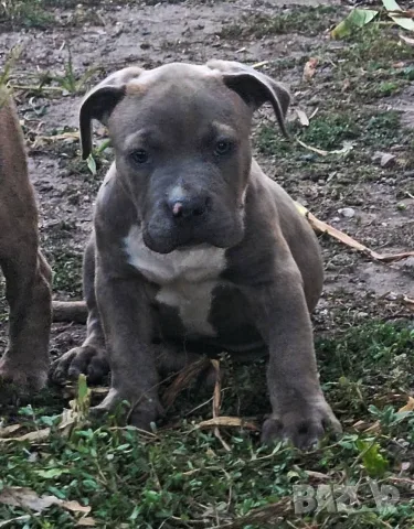 ТОП !!! Американско Були Хл American BULLY Xl ABKC, снимка 8 - Други - 55270499