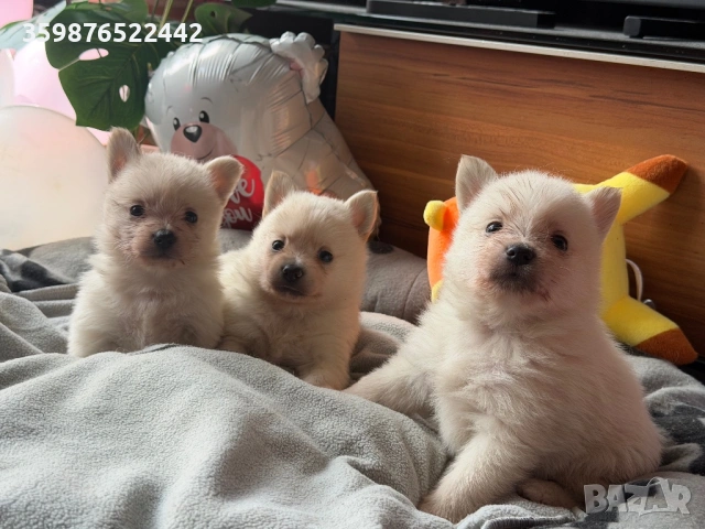 Померани, снимка 3 - Померан - 54154796