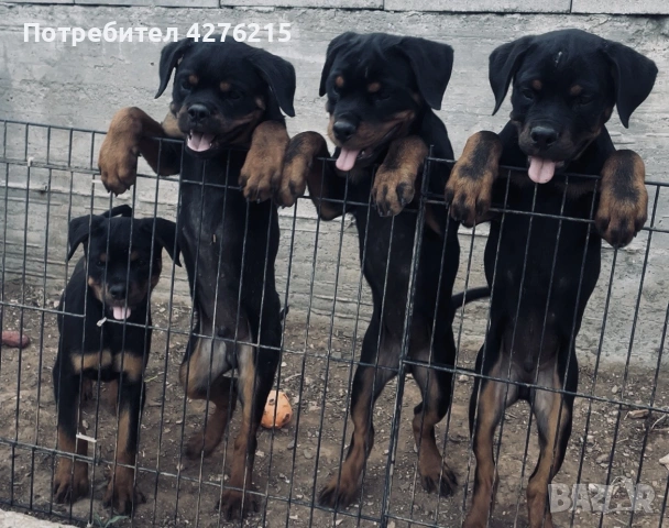 чистокръвни ротвайлери 