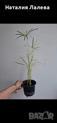 Водна палма, циперус, Cyperus alternifolius variegata, снимка 6 - Стайни растения - 55320628