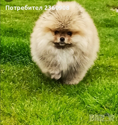 Женски померан , снимка 6 - Померан - 54398031