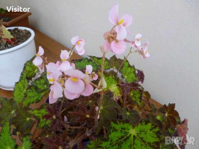 Panasonic Lumix DMC-FS18 16 MPx, снимка 18 - Фотоапарати - 54223188