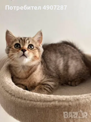Шотландско котенце