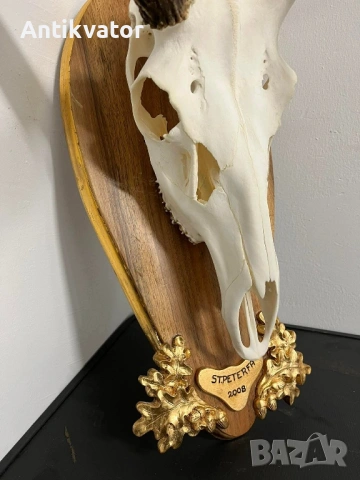 Трофей от Елен с дърворезбована поставка, лов и риболов, снимка 4 - Декорация за дома - 54239429