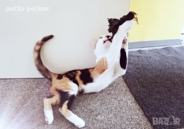 Подарявам малко котенце/ Kleine Katze zu verschenken, снимка 7 - Други - 55603213