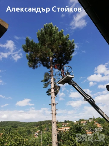 Рязане и кастрене на дървета с автовишка, снимка 16 - Други услуги - 54006380