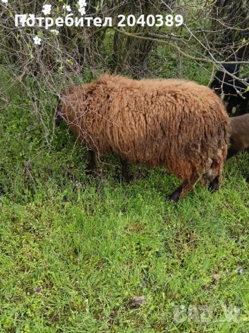 Миналогодишен скопен коч , снимка 4 - Овце - 54044771