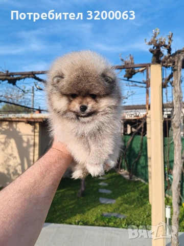 Померанче мини мъжко 