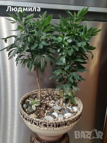 Дизиготека - Dizygotheca elegantissima, снимка 3 - Стайни растения - 55101798