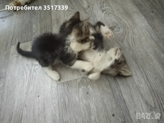 подарявам малки котенца, снимка 5 - Други - 55280636