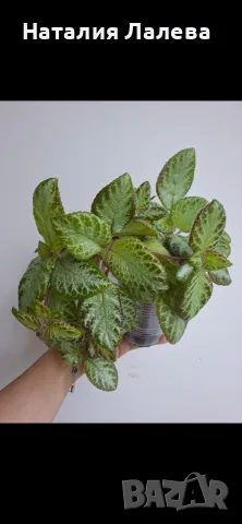 Еписция, episcia Silver sheen, снимка 2 - Стайни растения - 55612898