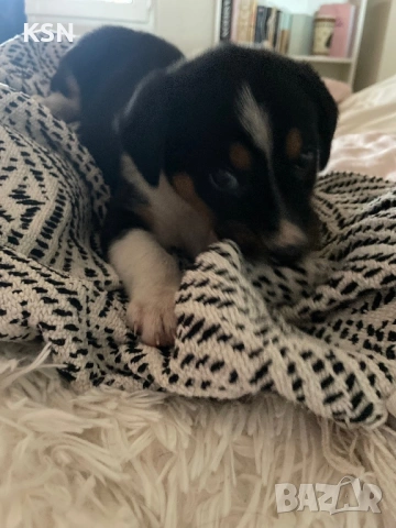 Кученце , снимка 4 - Други - 54062932