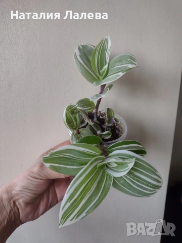 Традесканция, tradescantia albiflora Giant, снимка 3 - Стайни растения - 55231574
