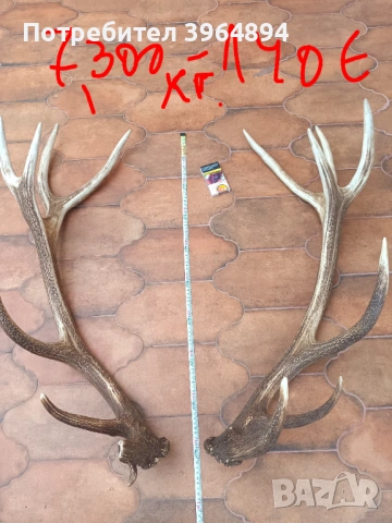 рога от благороден елен , снимка 2 - Декорация за дома - 53884072