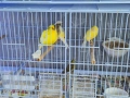 Продавам женски канарчета, снимка 2
