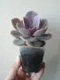 Ешеверия, echeveria Perle von nurnberg, снимка 4