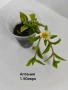 градински растения , снимка 4