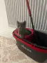 Шотландска  и британска клепоуха, снимка 1