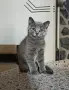 Британски котенца, снимка 1