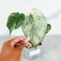 Добре вкоренена "Monstera White Monster", снимка 1
