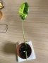 Philodendron Burle Marx Variegata , снимка 3