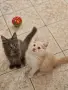 котенца Мейн Куун, снимка 6