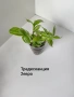 традесканция, мурдания, снимка 3