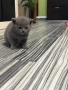 Шотландски клепоухи и британски остроухи котета, снимка 4