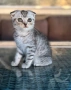 Мъжко шотландско клепоухо сребърно котенце , снимка 7