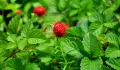 🍓🌿🍓 Декоративна ягода – Duchesnea indica 🍓(Индийска ягода, Фалшива ягода), снимка 3