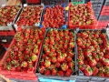 Продавам замразен разсад ягоди , снимка 7