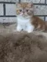 Екзотично късокосместо коте 😻, снимка 2