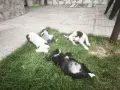*кученца спешно*, снимка 1