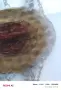 Старо колие гривна със кихлибар, снимка 5