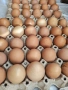 Домашни яйца, снимка 2