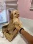 той пудел златно бебе, снимка 4