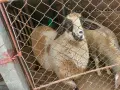Продавам мъжко агне, снимка 2