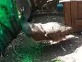 чифт индийски пауни, снимка 4